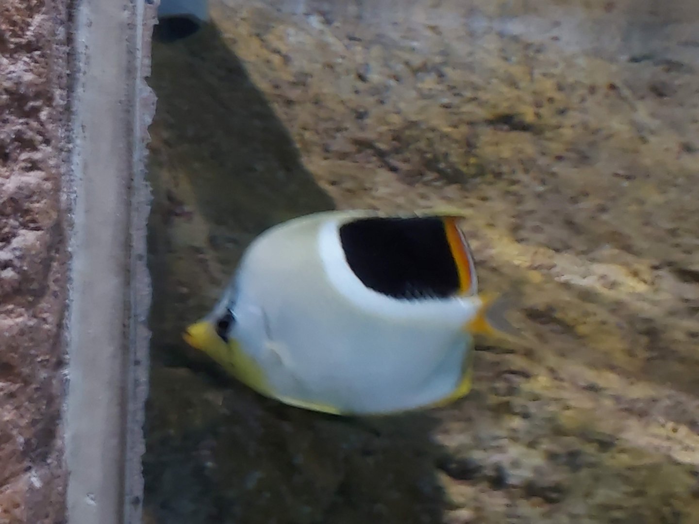 Saddle Butterflyfish