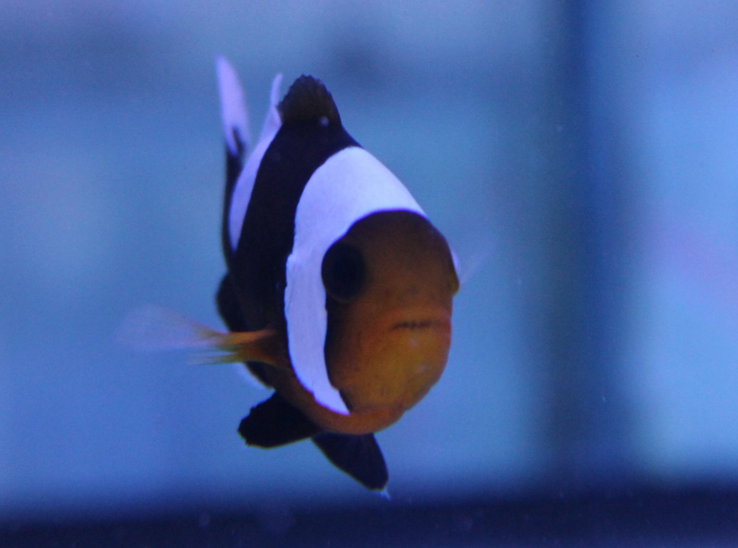 Saddle clownfish - Amphiprion polymnus