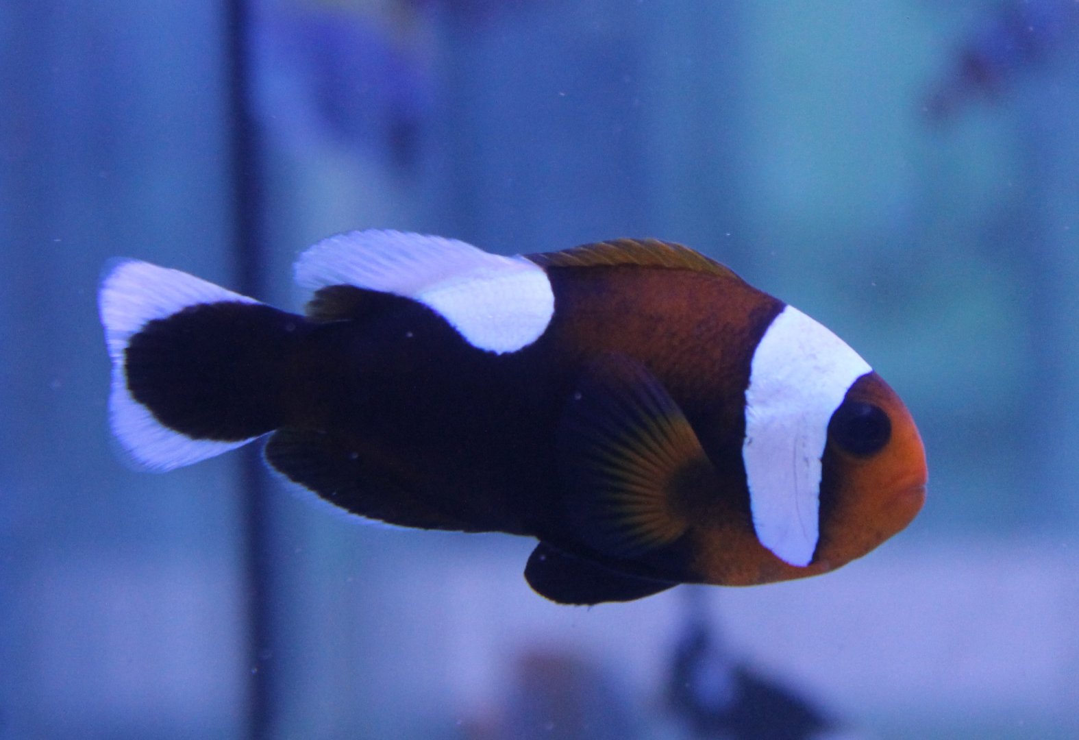 Saddle clownfish - Amphiprion polymnus