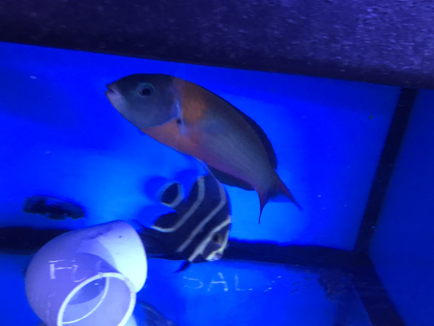 Saddle wrasse and French angelfish