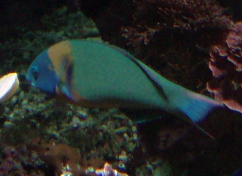 Saddle Wrasse (Thalassoma duperrey)