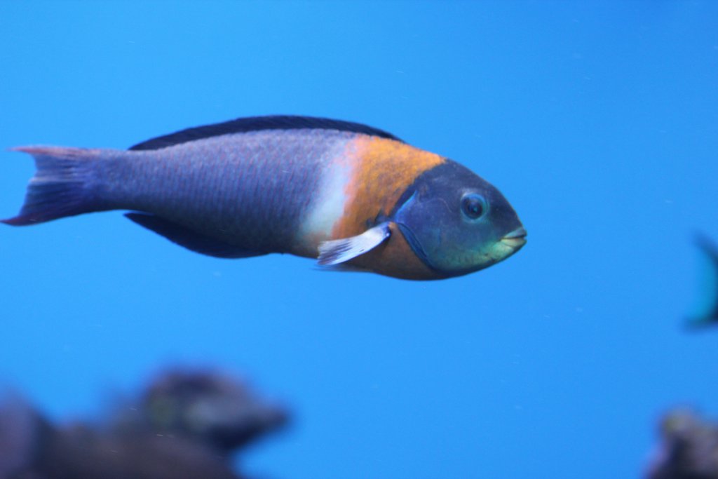 Saddle Wrasse (Thalassoma duperrey)
