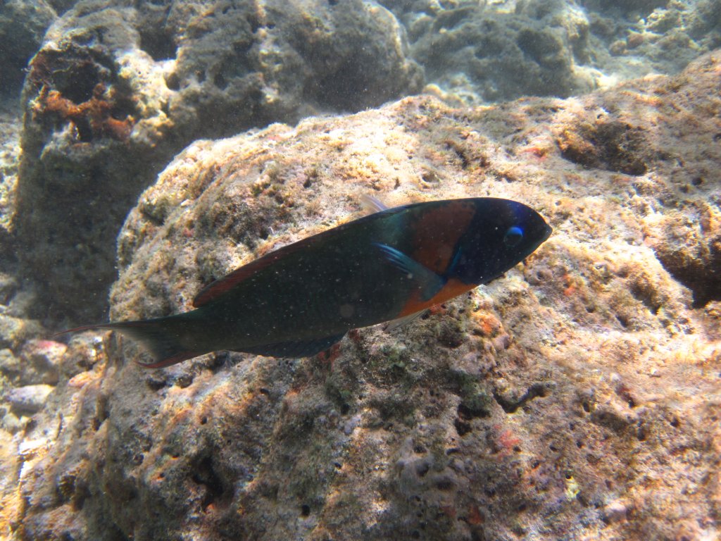 Saddle Wrasse (Thalassoma duperrey)