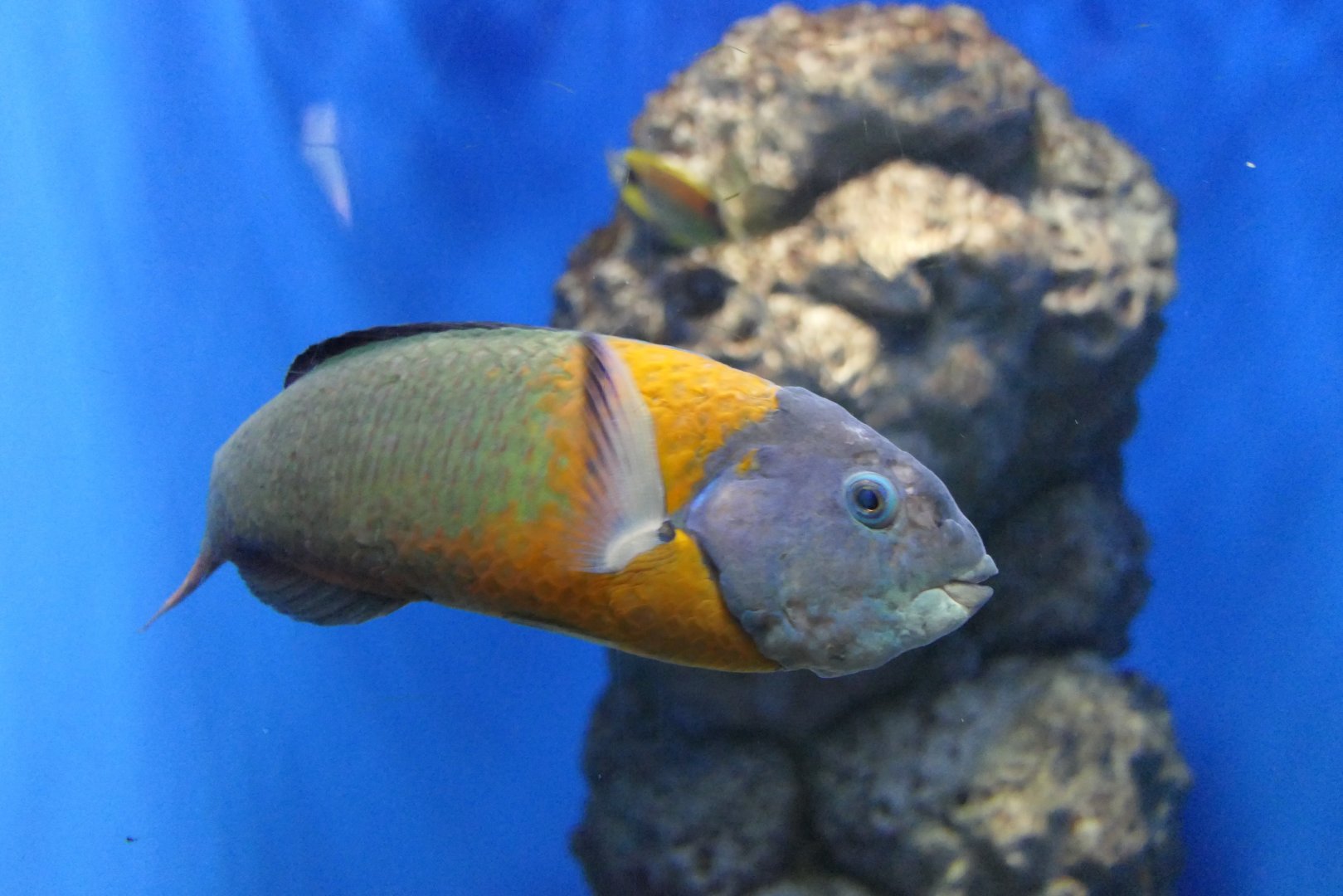 Saddle Wrasse (Thalassoma duperrey)