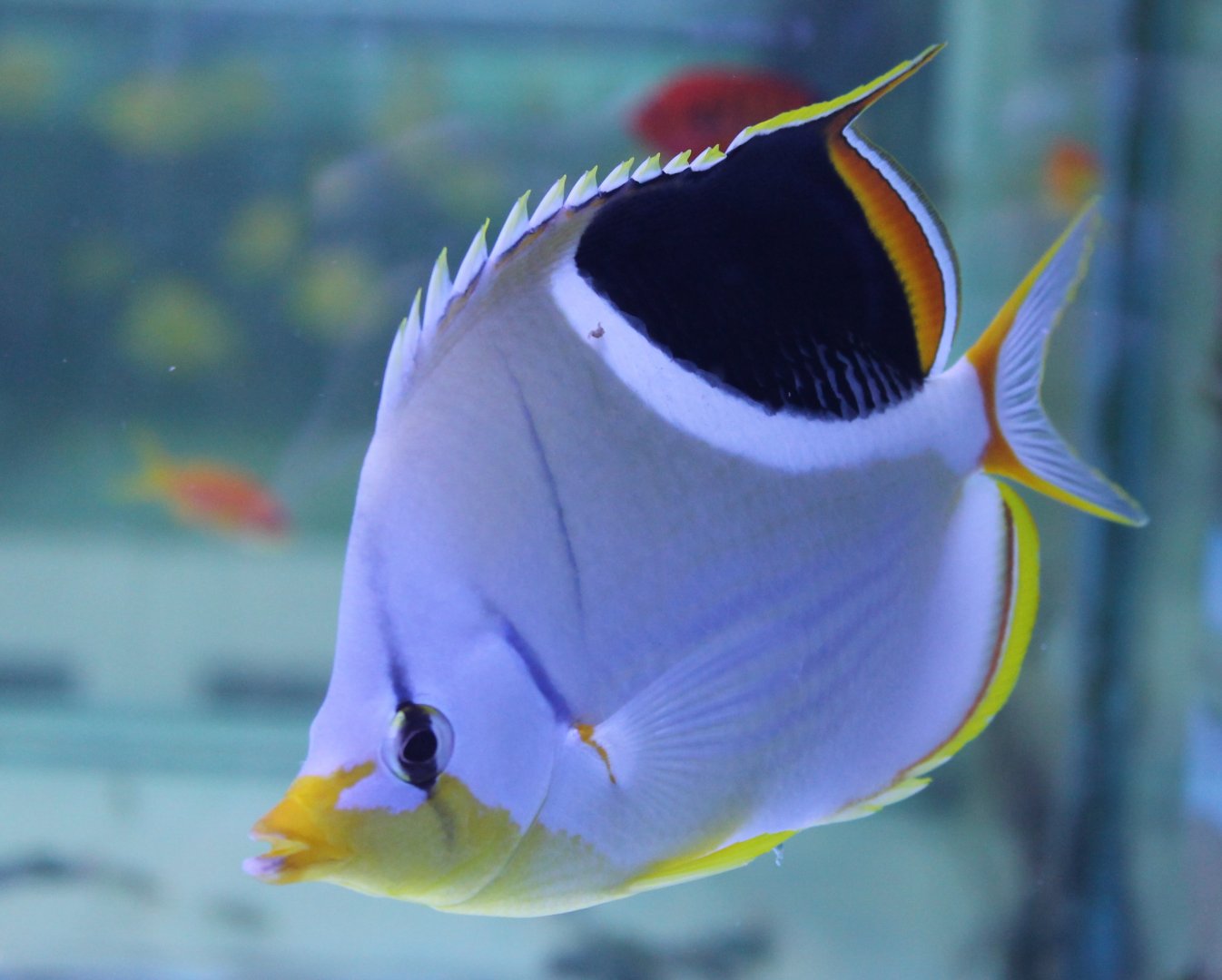 Saddleback butterflyfish - Chaetodon ephippium