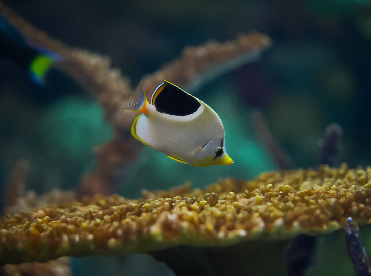 Saddleback Butterflyfish