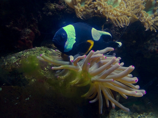 Saddleback clownfish (Amphiprion polymnus)