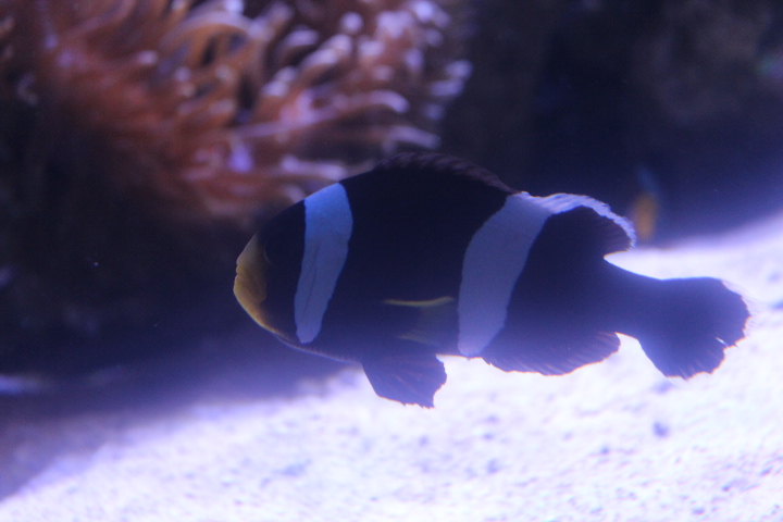 Saddleback clownfish (Amphiprion polymnus)