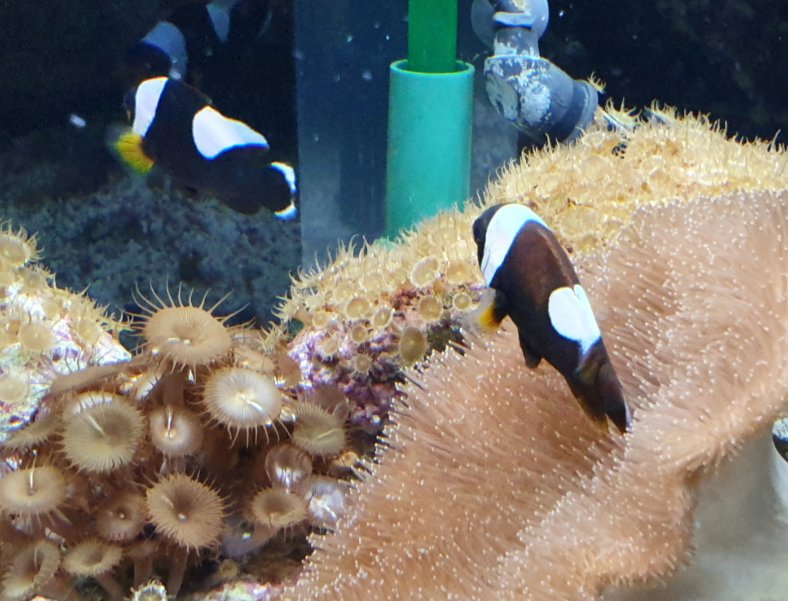 Saddleback Clownfish