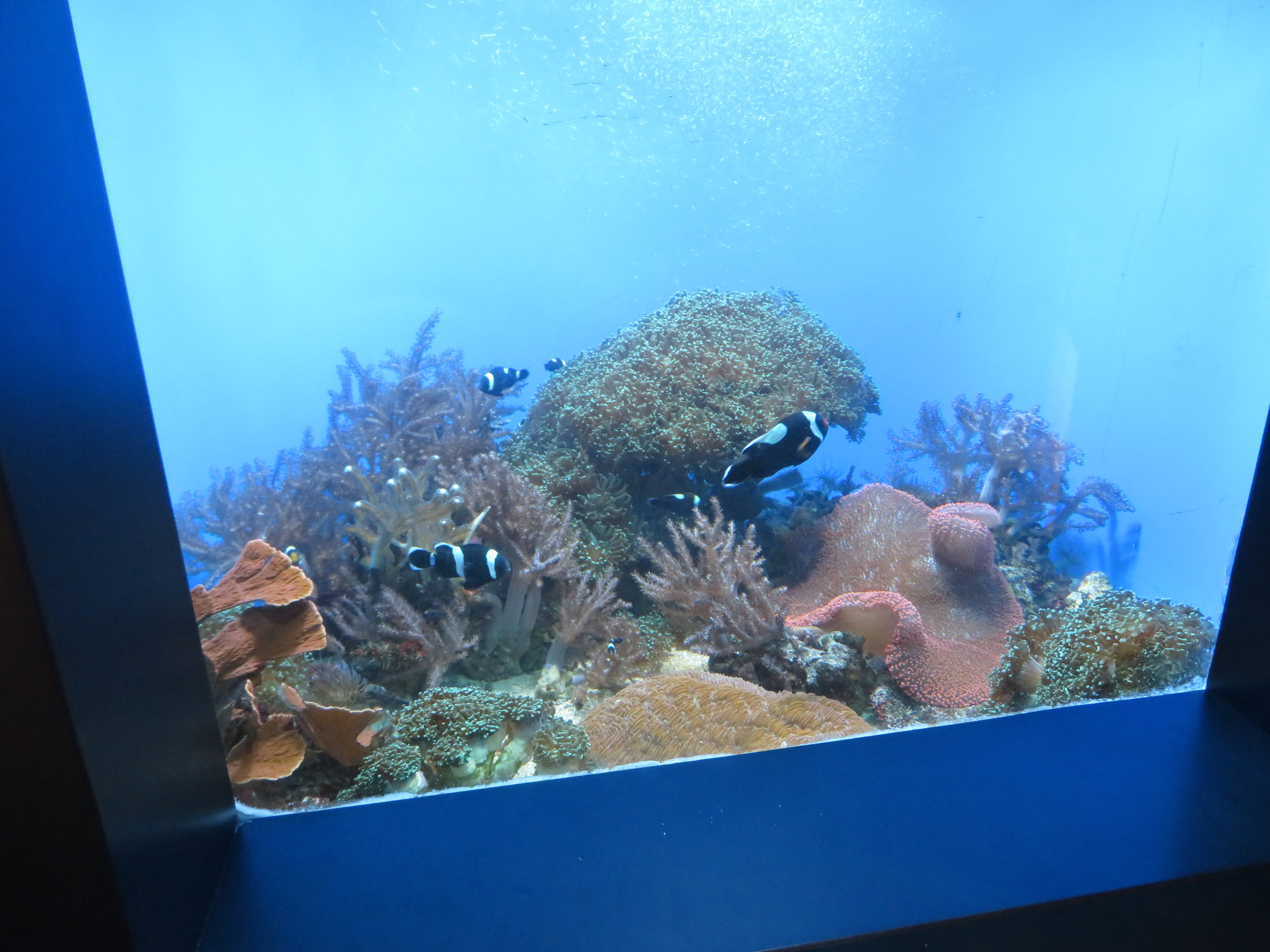 Saddleback Clownfish