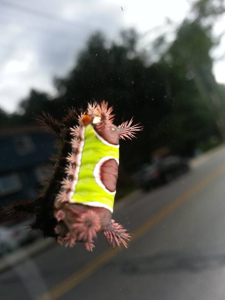 Saddleback moth caterpillar