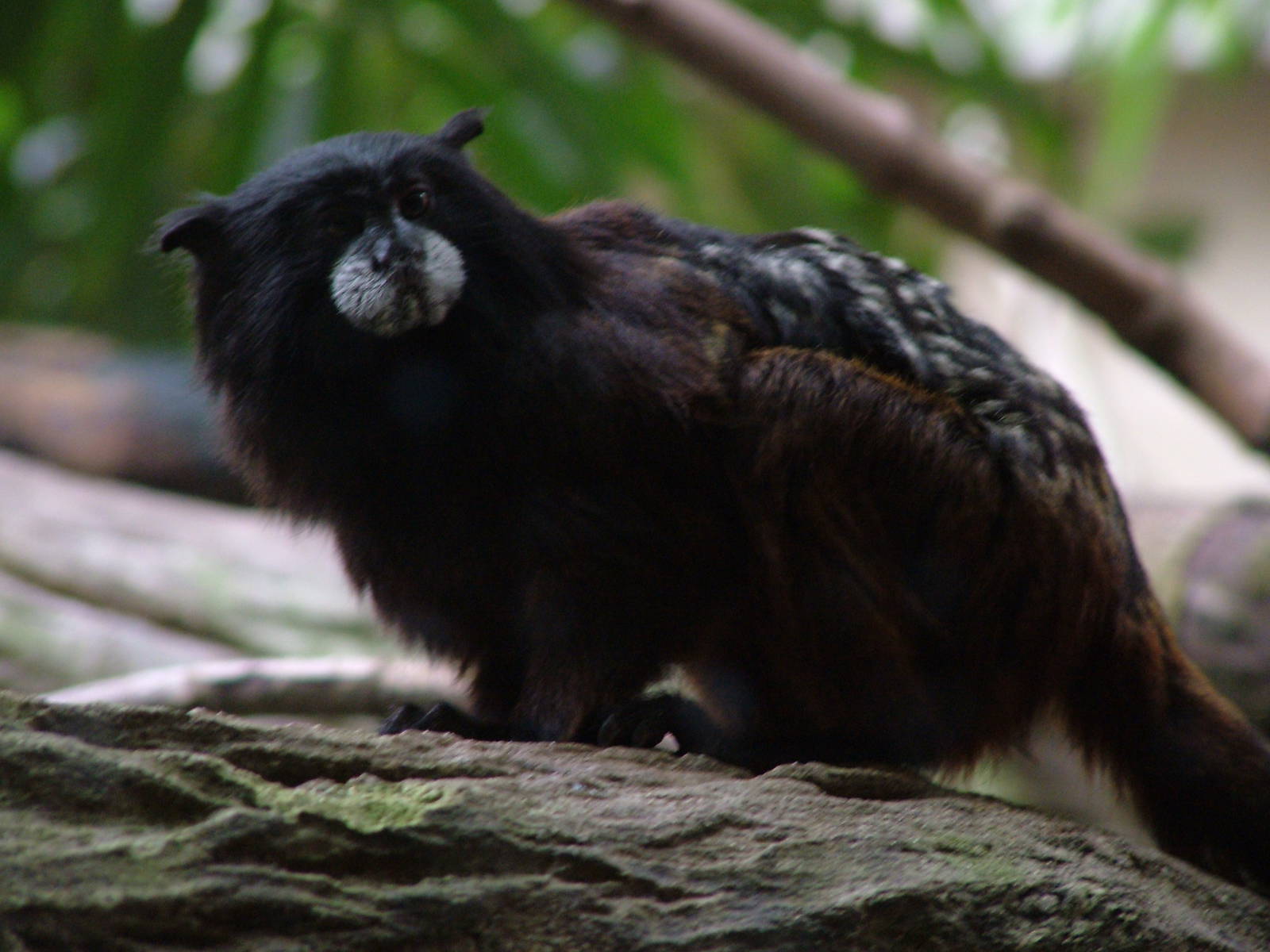 Saddleback Tamarin at Halle, 04/09/11