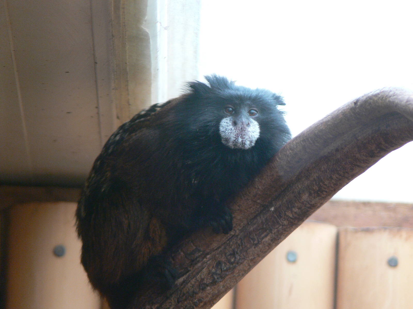 Saddleback Tamarin at South Lakes WAP 24/11/12