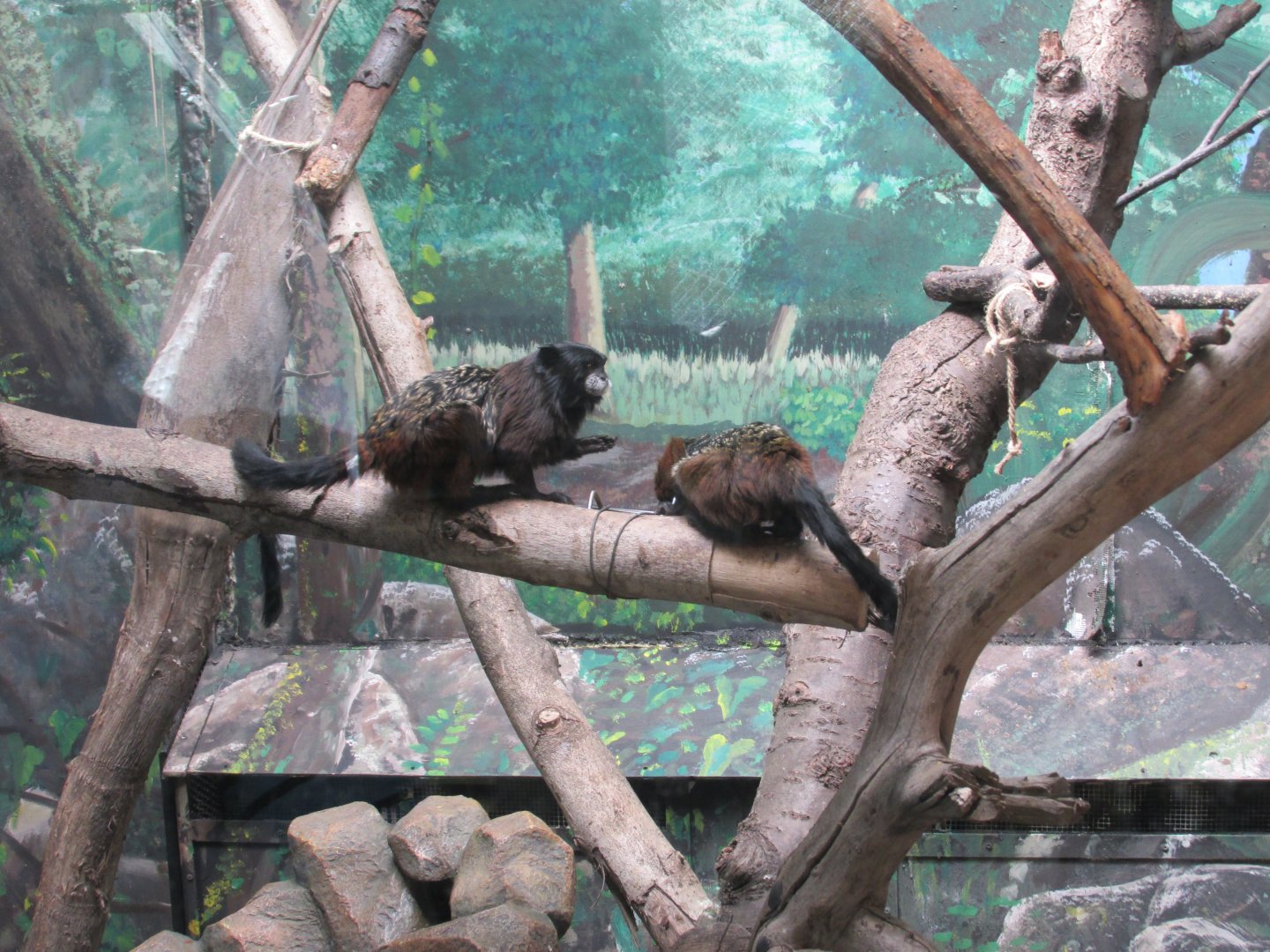 saddleback tamarin