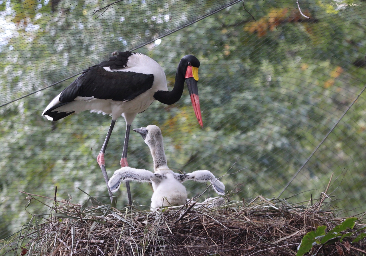Saddlebill (Ephippiorhynchus senegalensis) - second brood in Europe