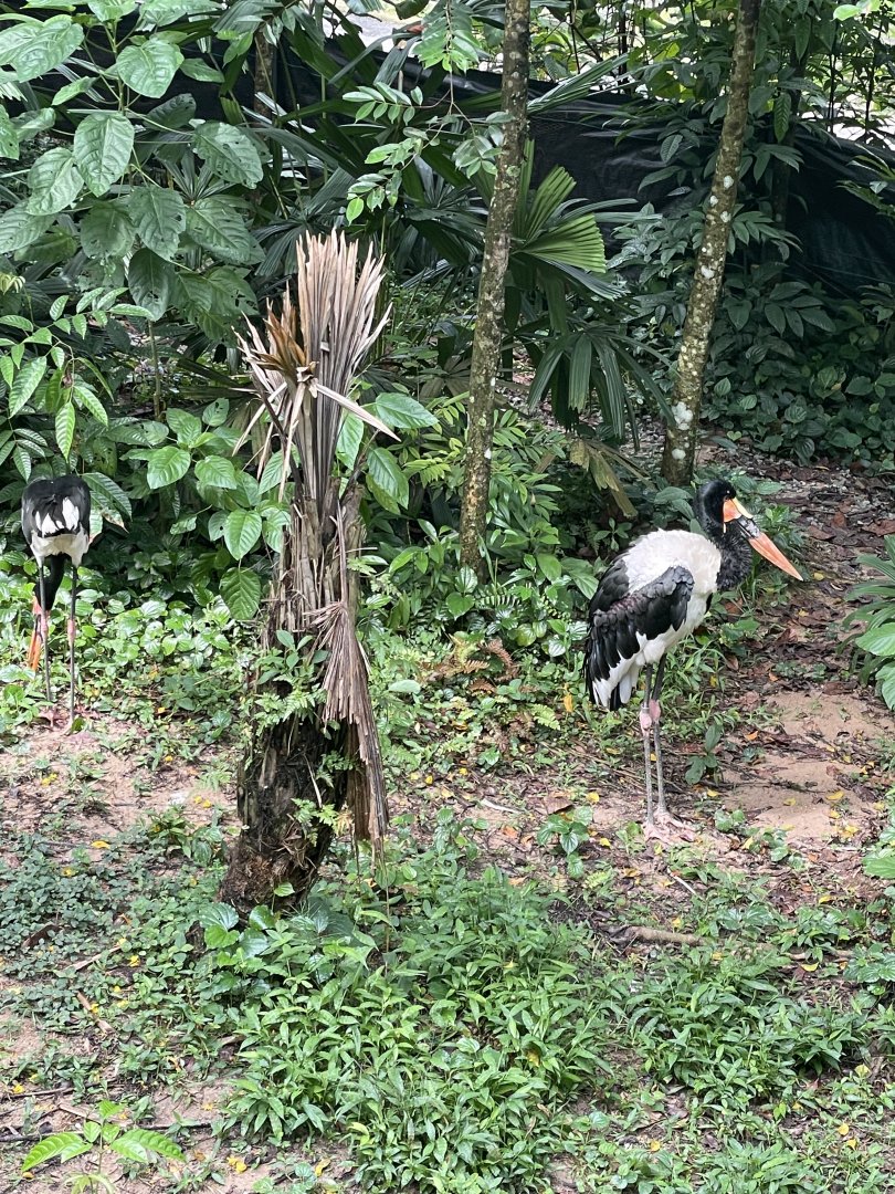Saddlebill (Epphippiorhynchus senegalensis)