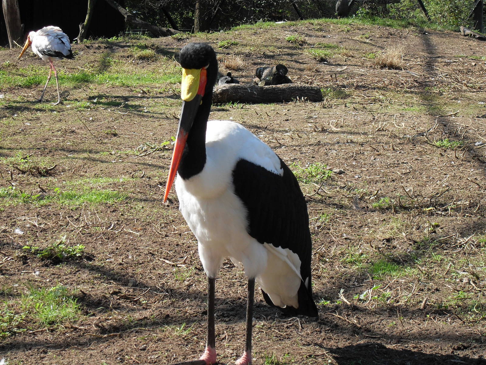saddlebill stork 050910
