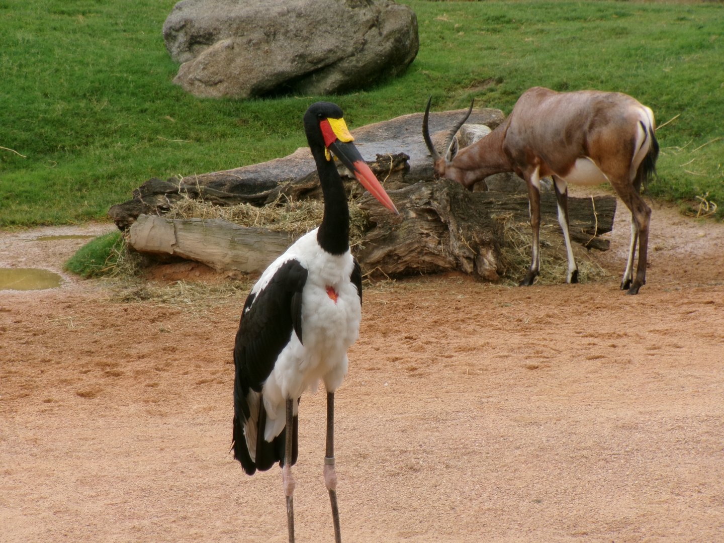 Saddlebill stork and blesbok