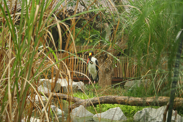 Saddlebill Stork, Jurong BirdPark