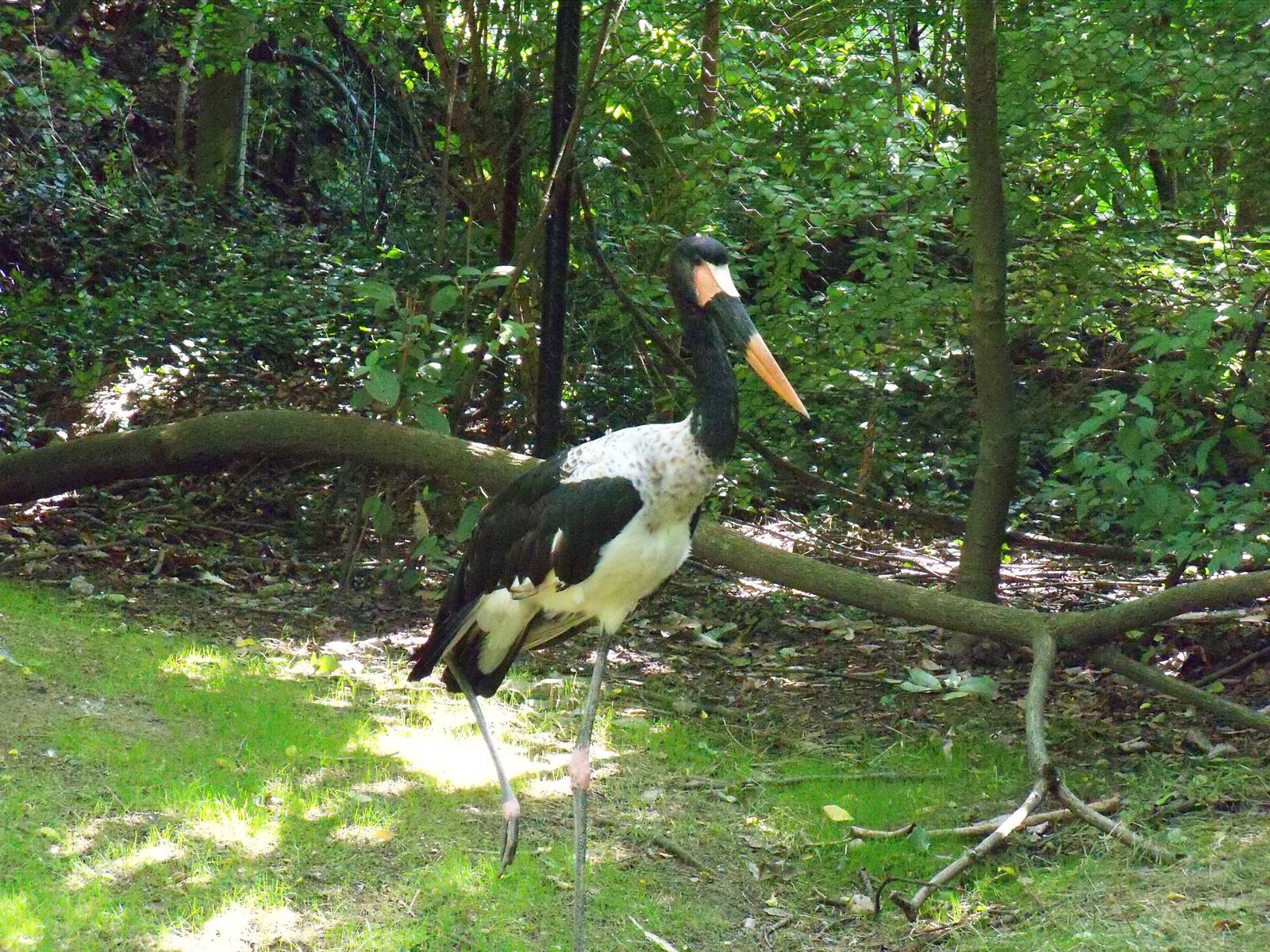 Saddlebill Stork