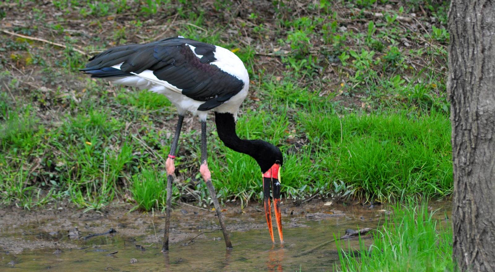 Saddlebill Stork