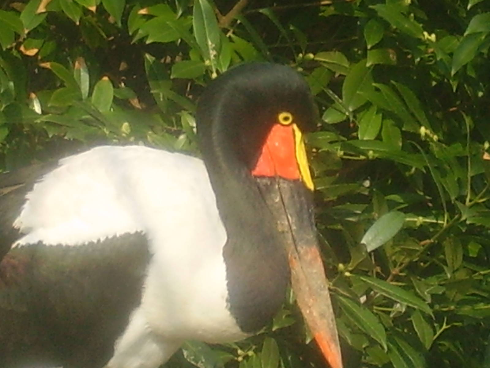 Saddlebill Stork