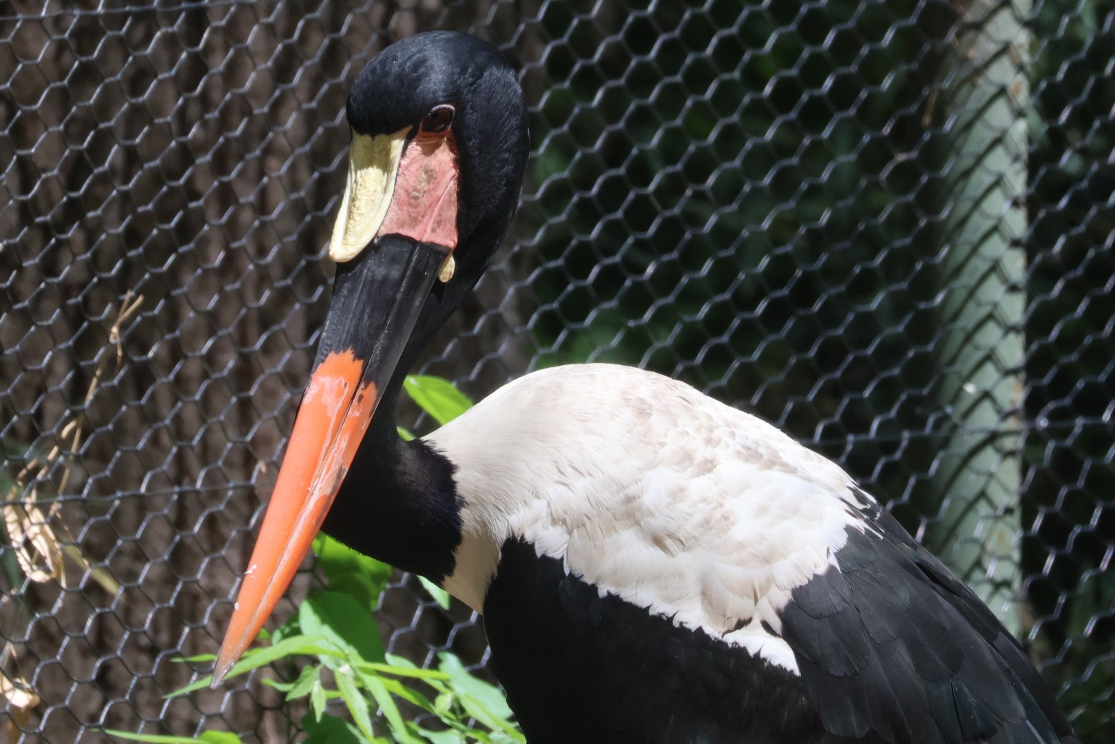 Saddlebill Stork