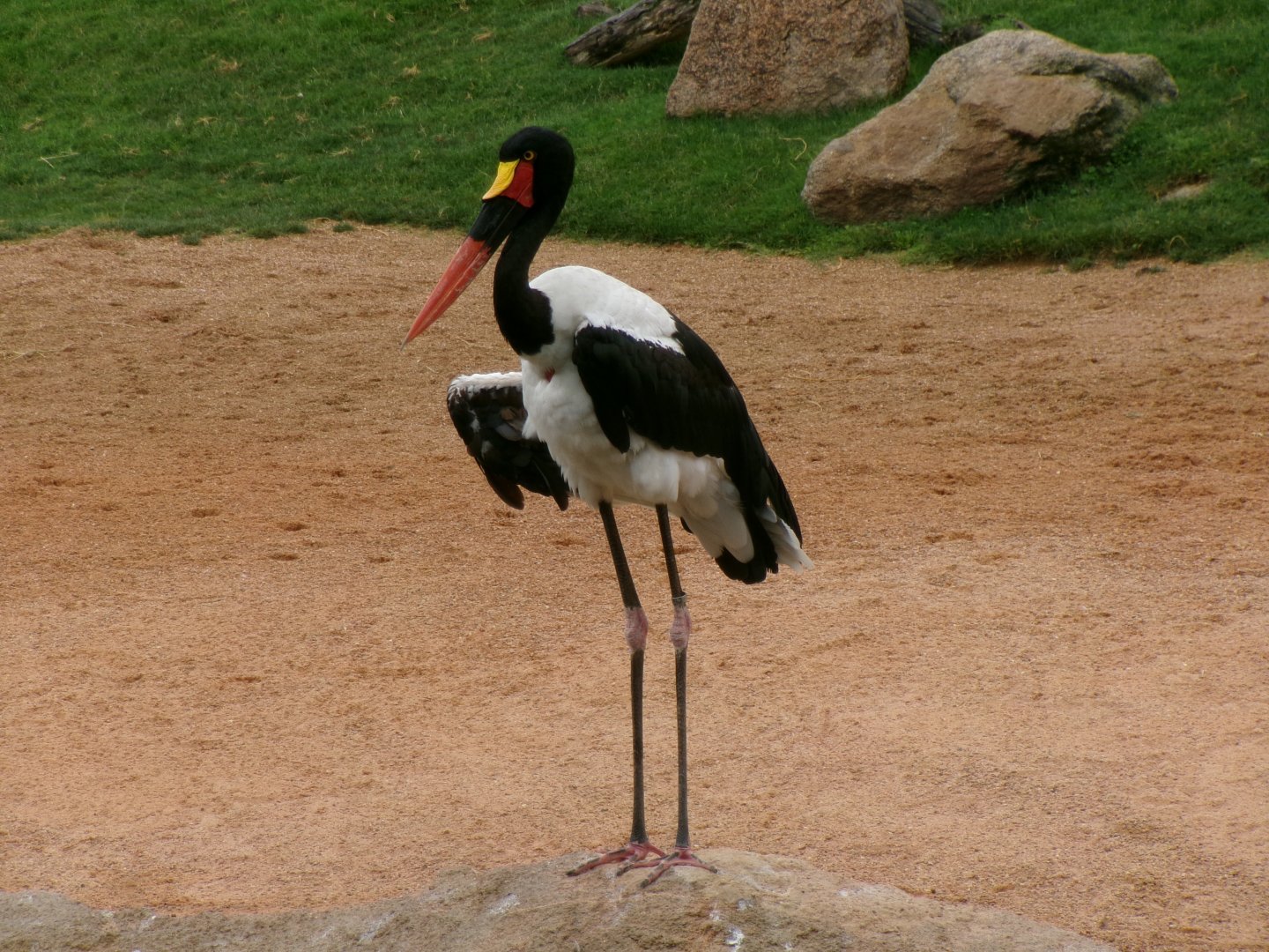 Saddlebill stork