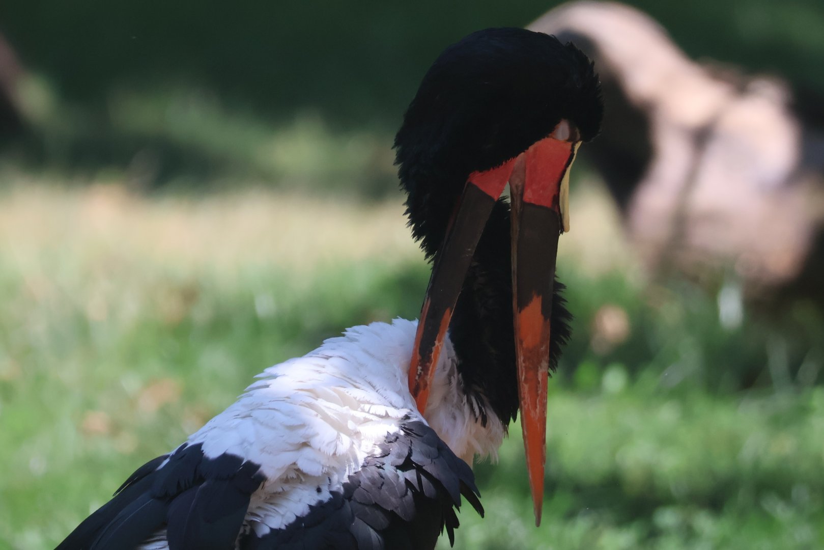 Saddlebill stork