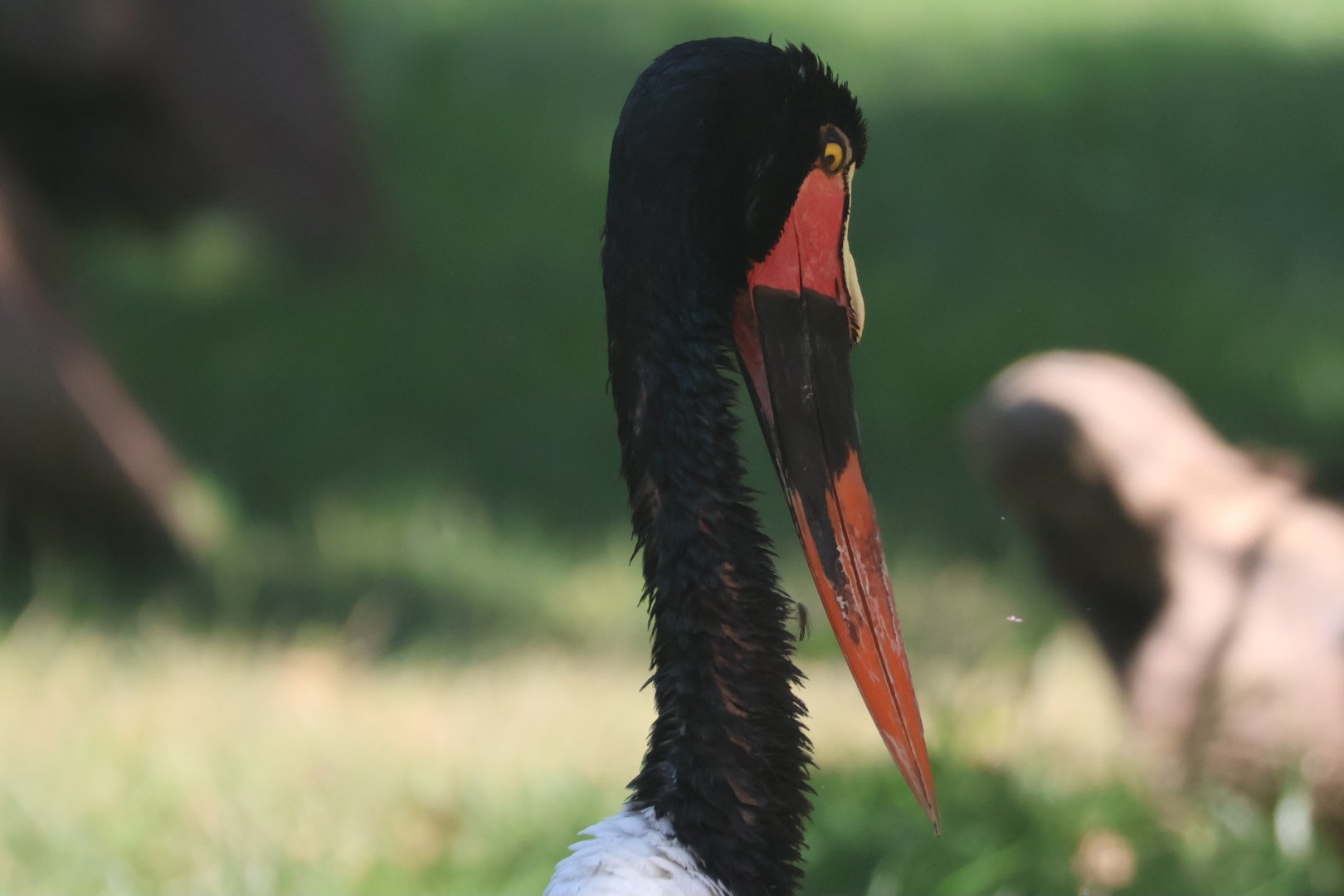 Saddlebill stork