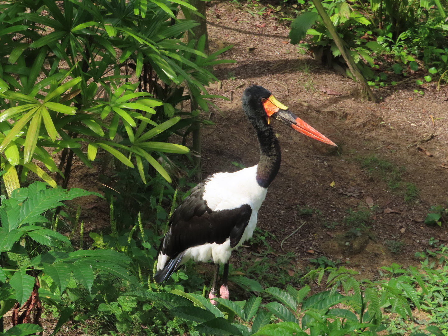 saddlebill