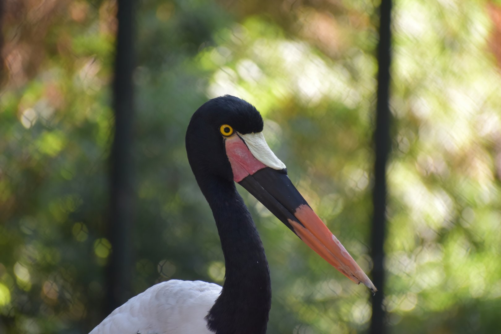 Saddlebilled Stork