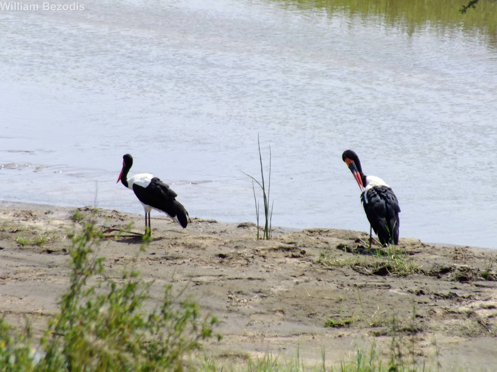 Saddlebilled Storks