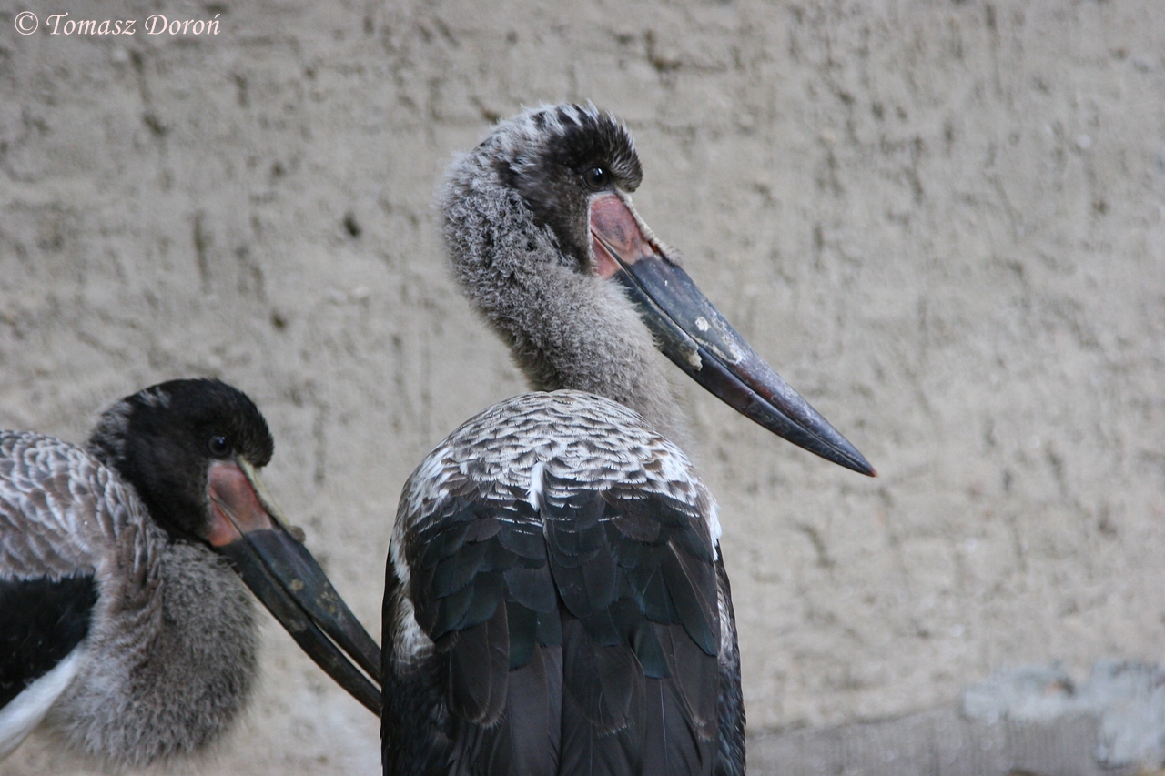 Saddlebills (Ephippiorhynchus senegalensis) - two young females from Dezemb