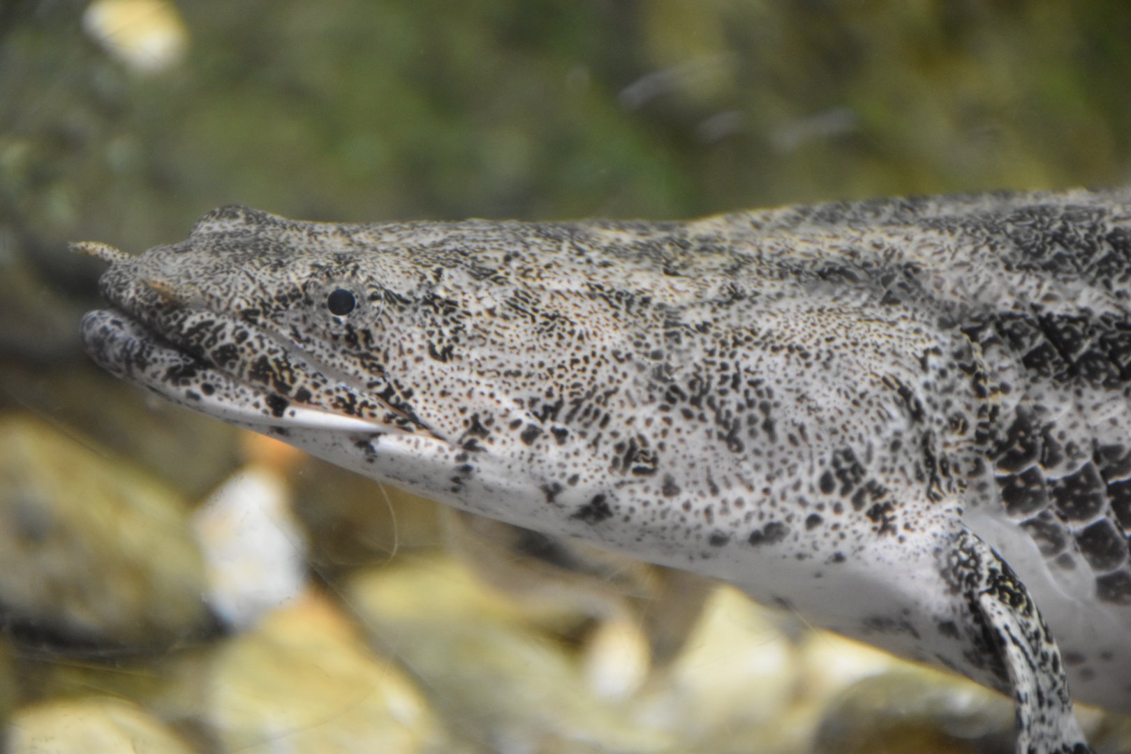 Saddled Bichir (Polypterus endlicheri endlicheri,)