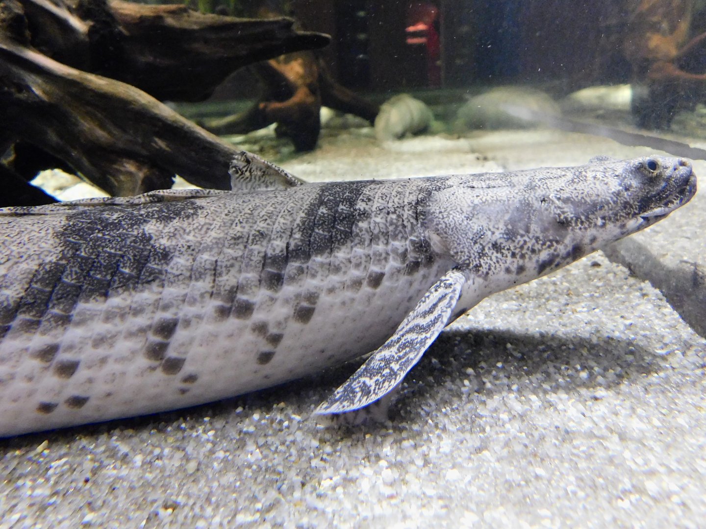Saddled Bichir (Polypterus endlicheri) Kawasui Kawasaki Aquarium August 15, 2025