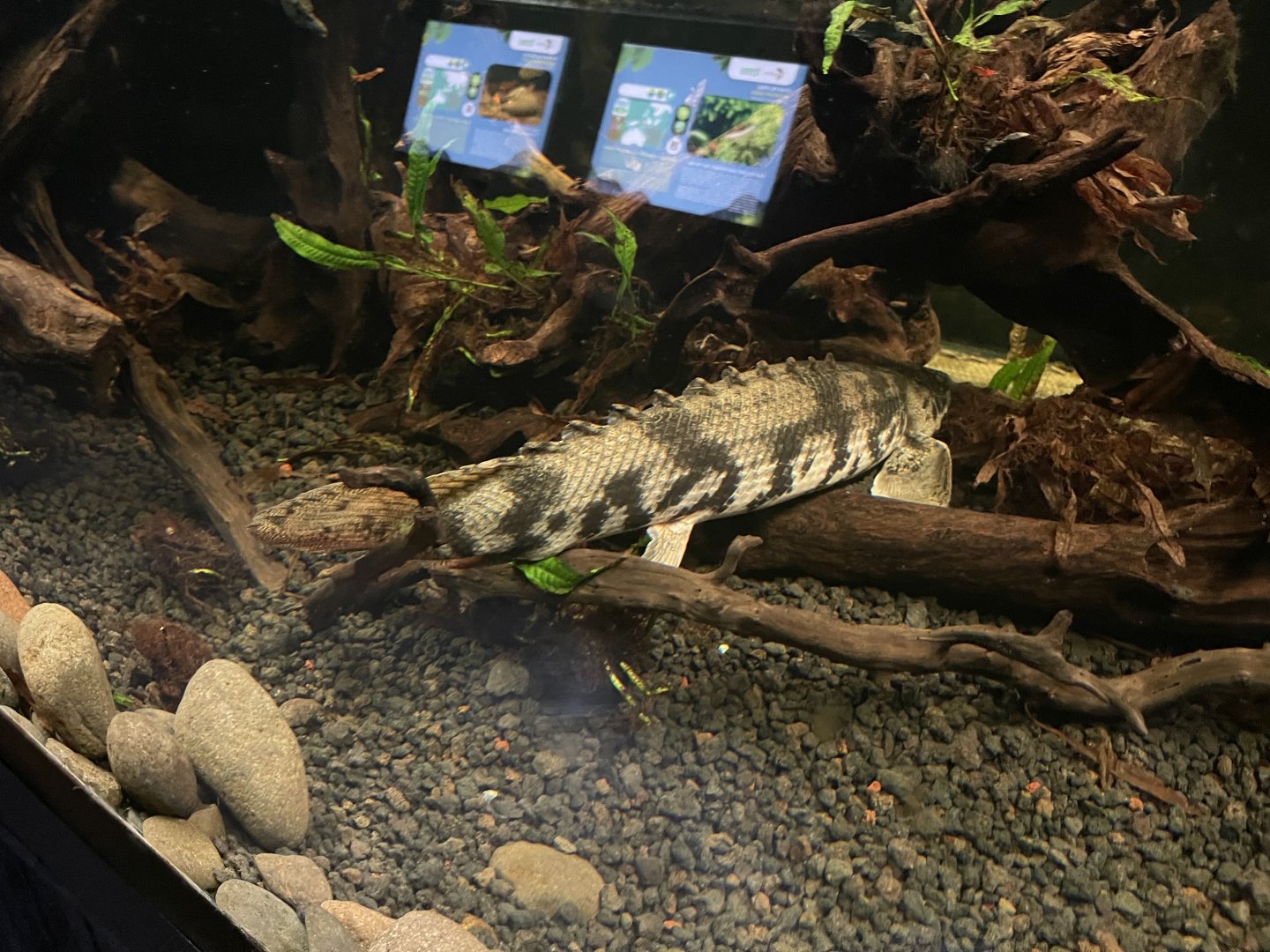 saddled bichir (polypterus endlicherii) - dunia air tawar