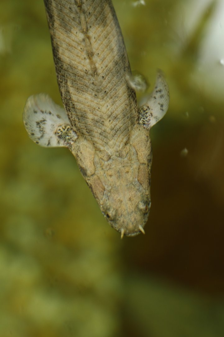 Saddled bichir (Polypterus endlicherii)