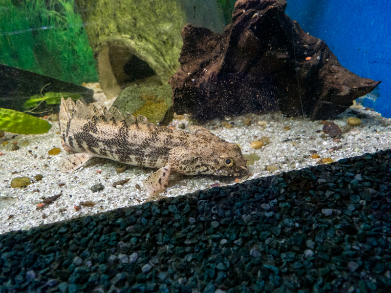 Saddled bichir / Polypterus endlicherii