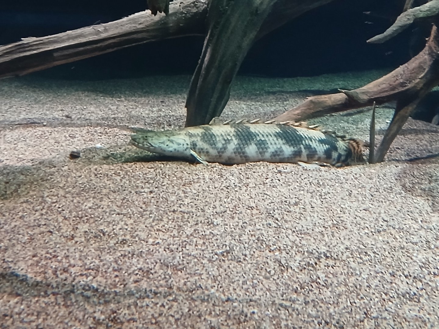 Saddled Bichir - Seen Jan 29 2025