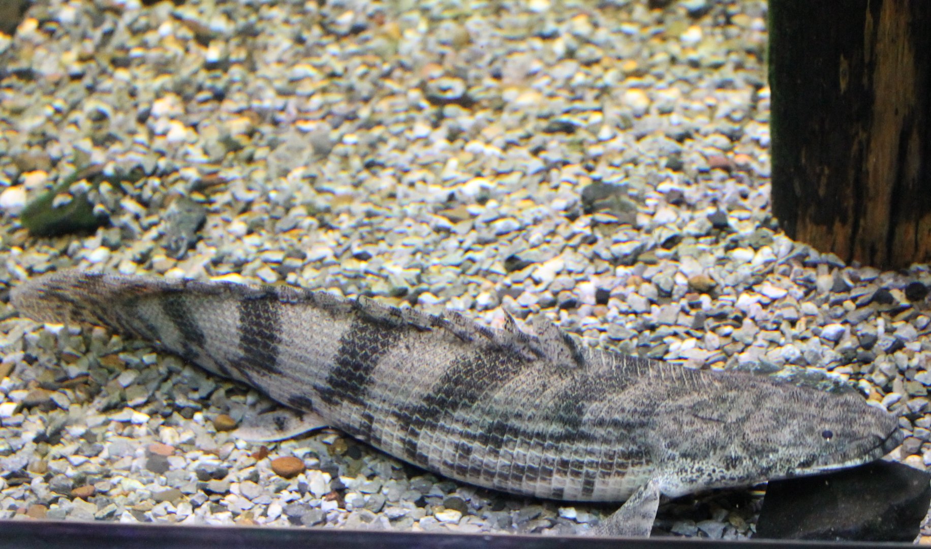 Saddled bichir