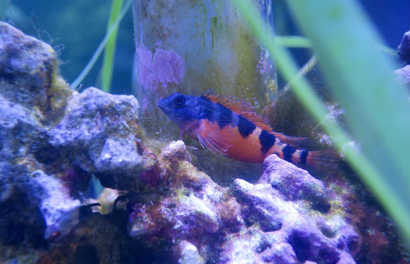 Saddled Blenny (Malacoctenus triangulatus)