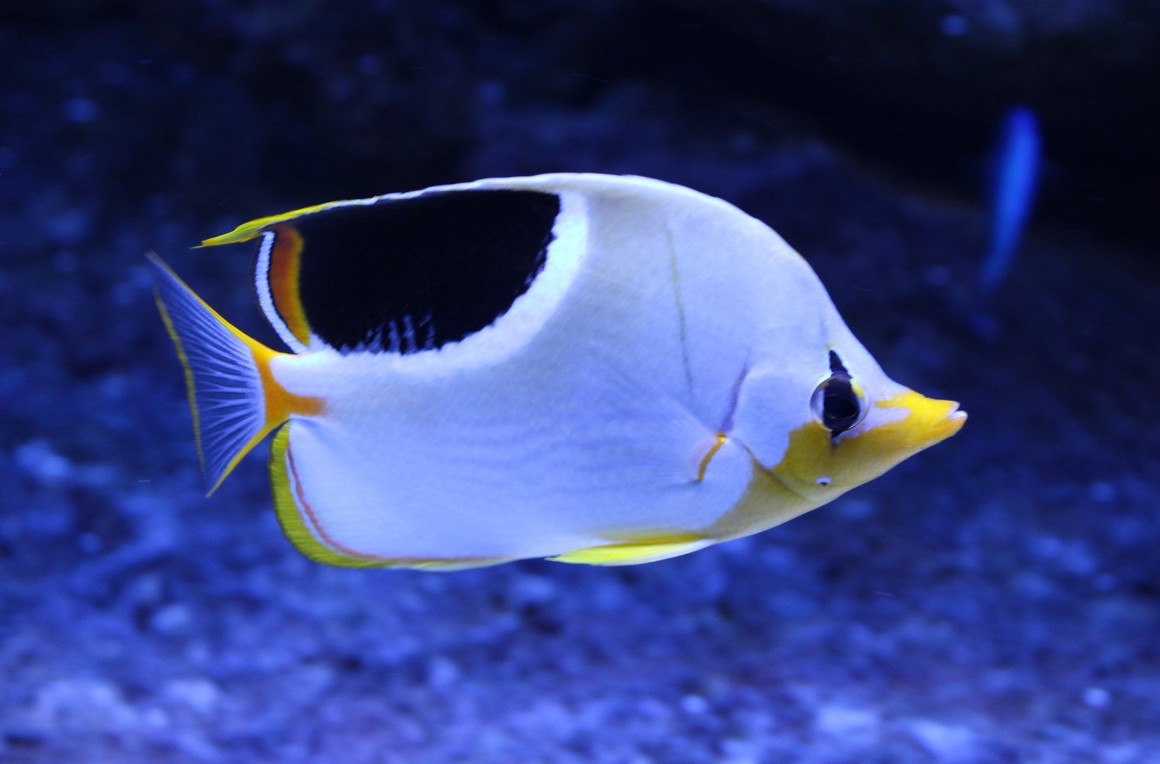 Saddled butterflyfish - Chaetodon ephippium