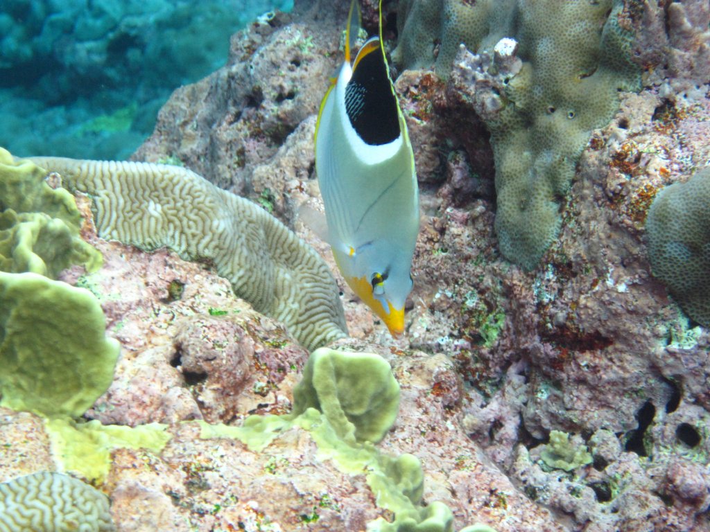 Saddled Butterflyfish