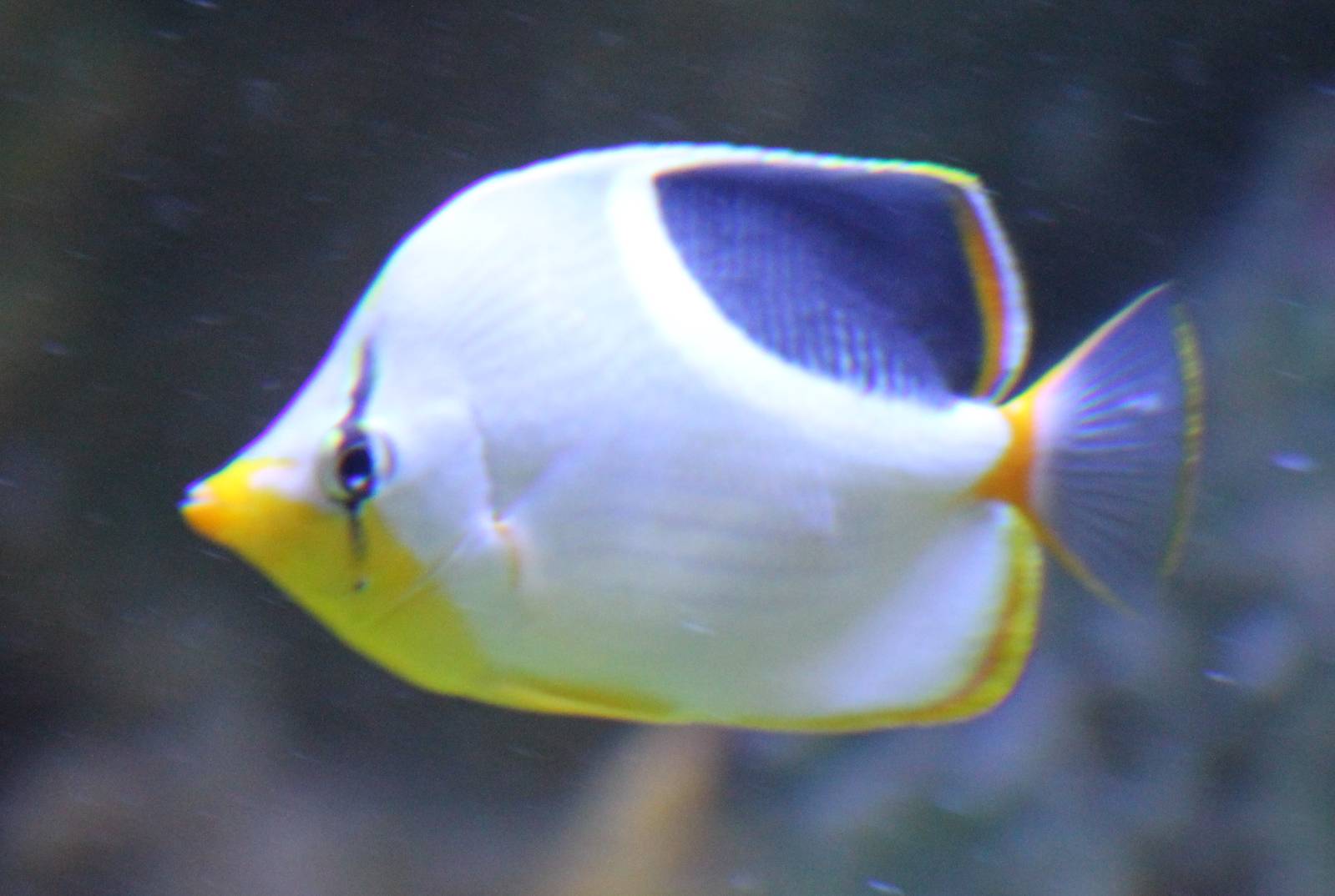 Saddled butterflyfish
