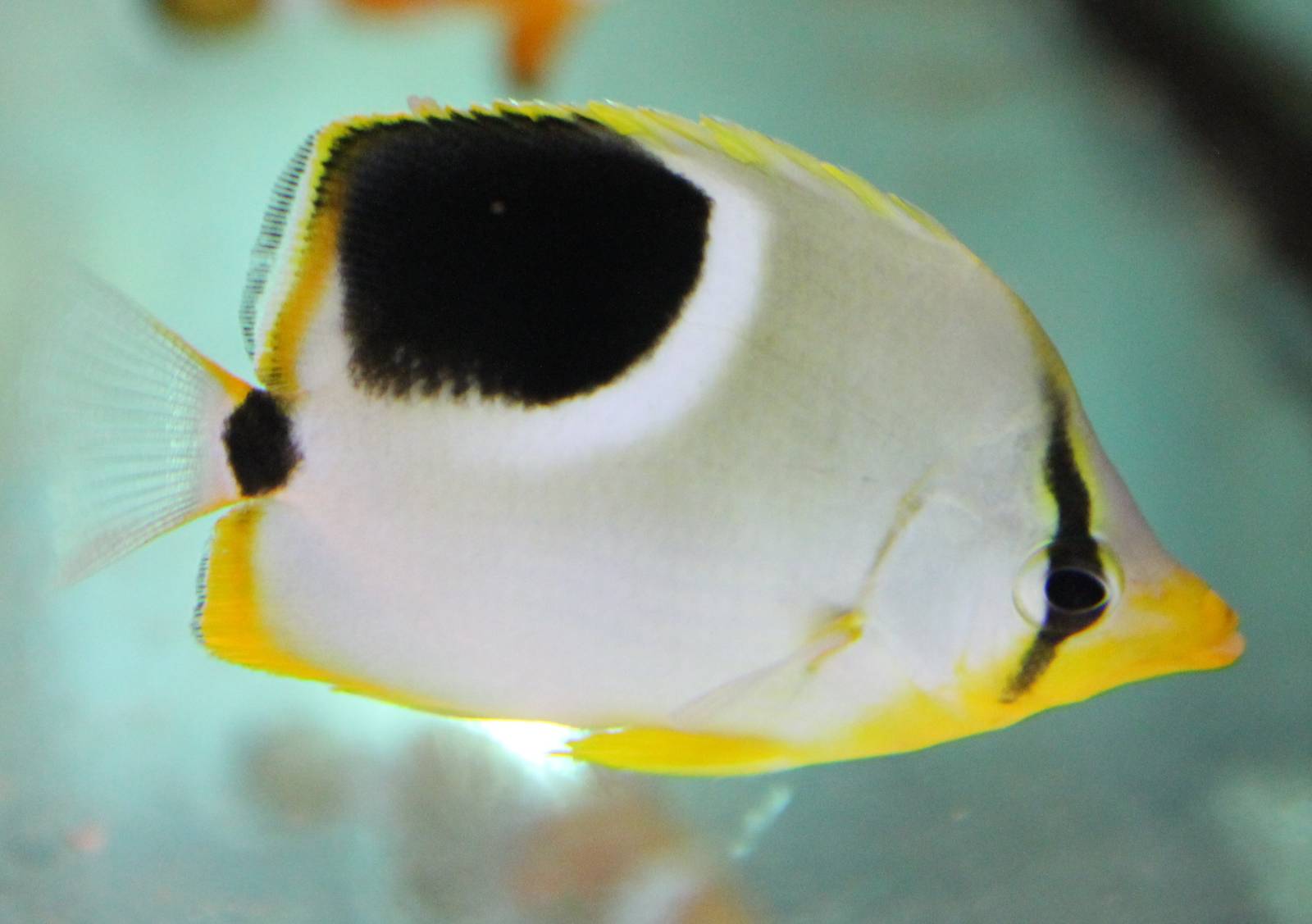 Saddled butterflyfish