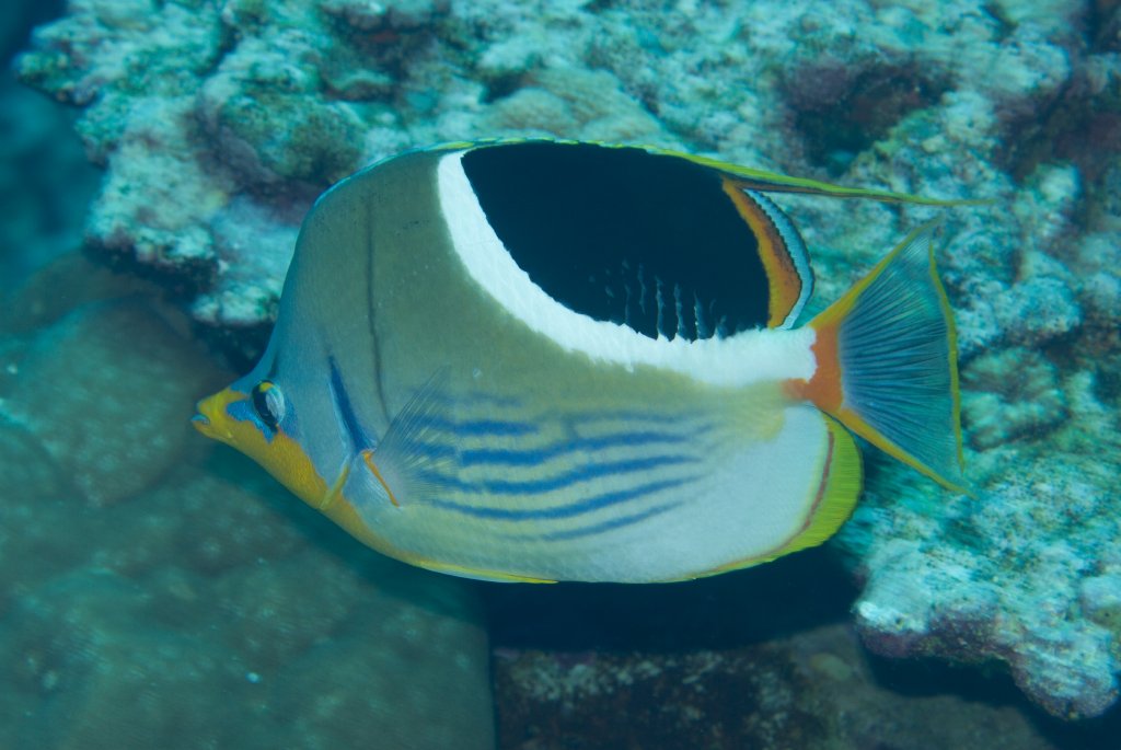 Saddled Butterflyfish