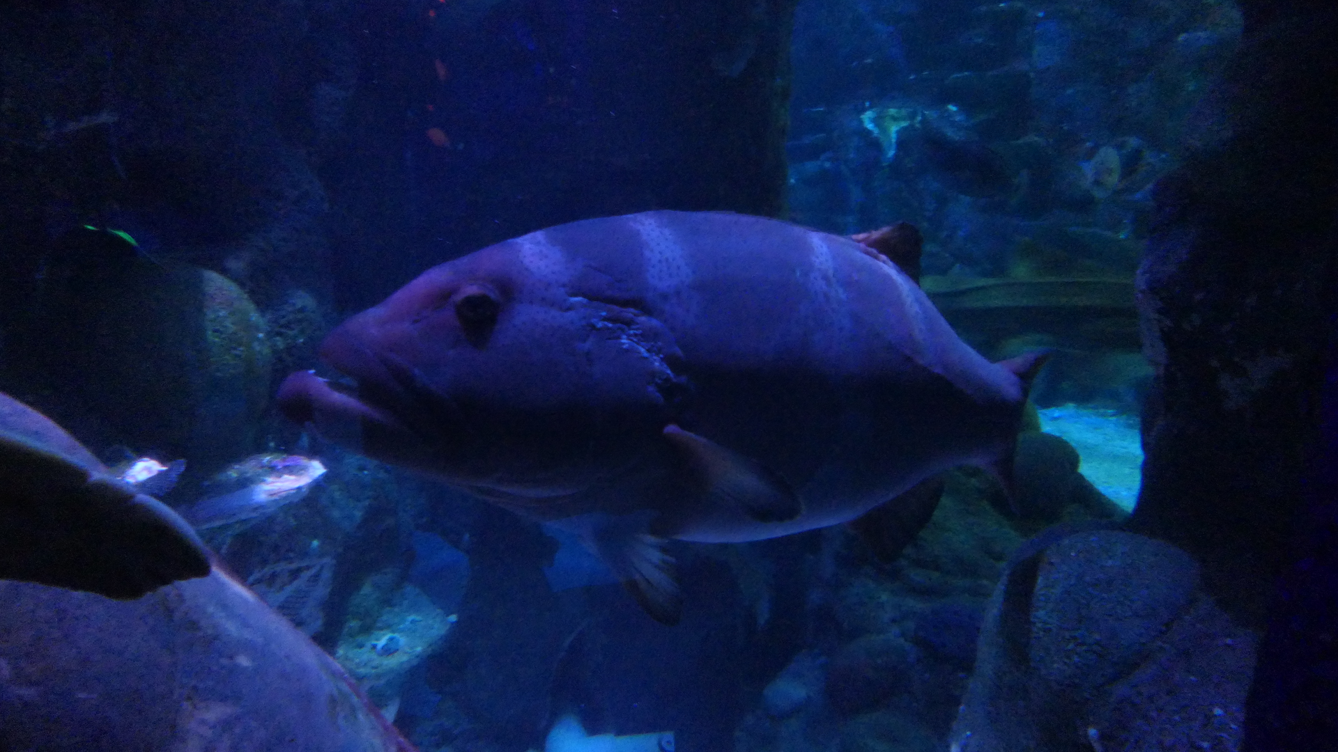 Saddled Coralgrouper