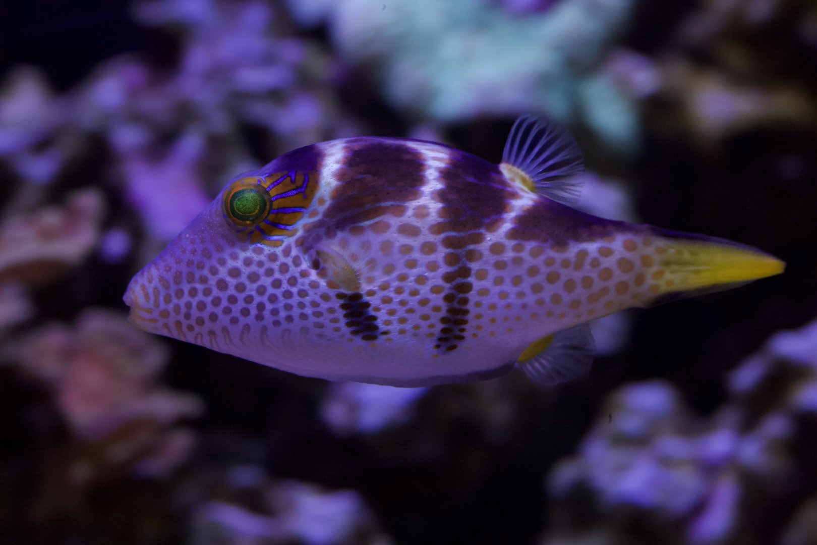 Saddled puffer/ Canthigaster valentini