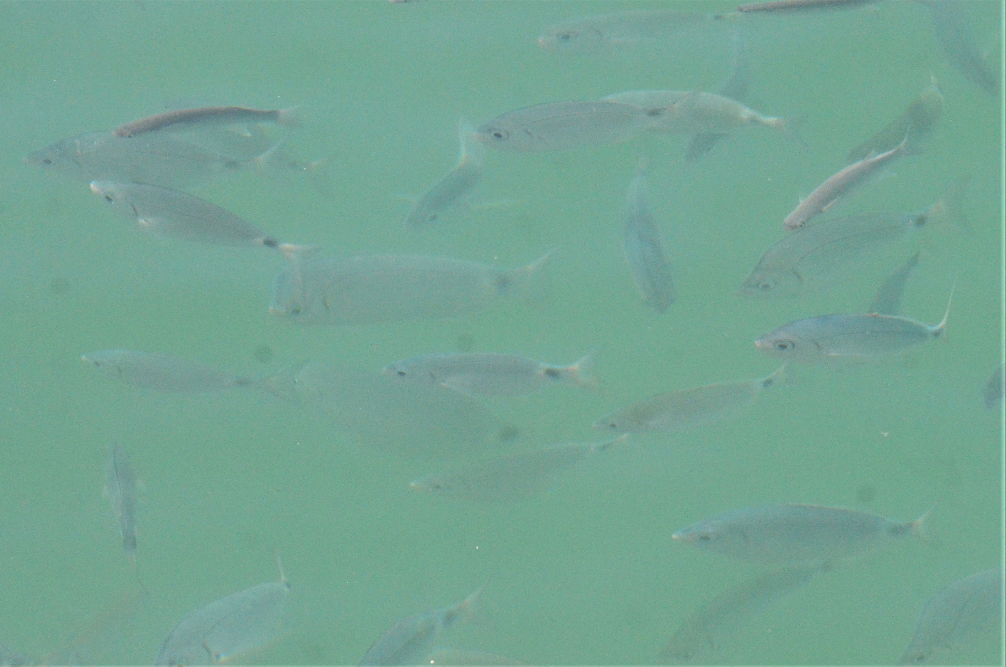 Saddled Seabream in Malaga Harbour, 15/03/19